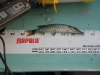 my 36inch northern